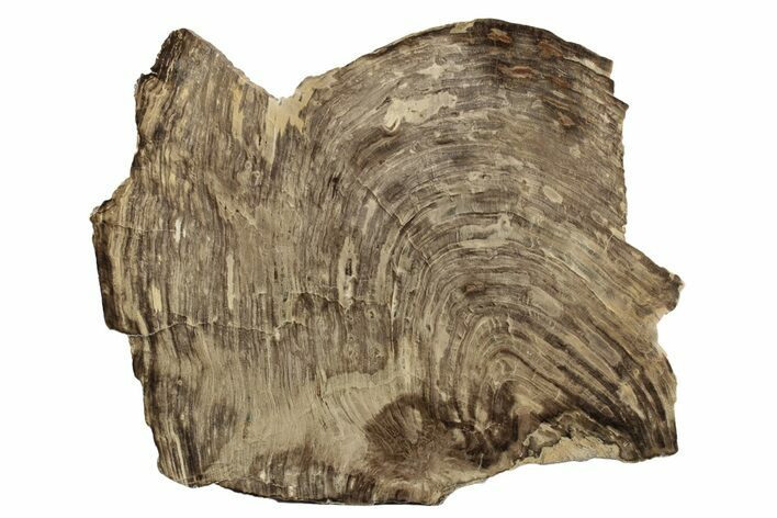 Polished Oligocene Petrified Wood (Pinus) - Australia #247842